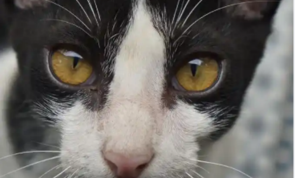 猫感染结核怎么治 猫感染结核怎么治