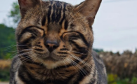 猫狂犬病潜伏期会传染吗