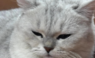 猫咪呼吸道感染会传染给人吗