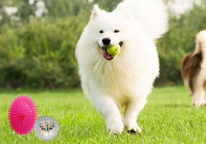犬喵犬句宠物狗玩具耐咬吗 犬喵犬句宠物狗玩具耐咬吗