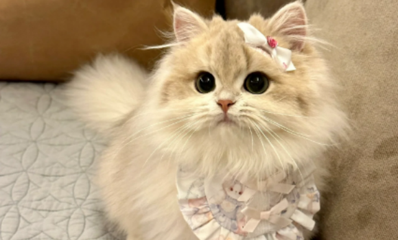 猫咪得肾病后能活多少年 猫咪得肾病后能活多少年
