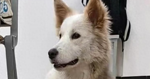 宠物狗跑进大学被保安吃了？校园管理岂能止于补偿