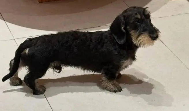 逛街偶遇一只雪纳瑞，网友越看越奇怪，它好像跟腊肠拼接的