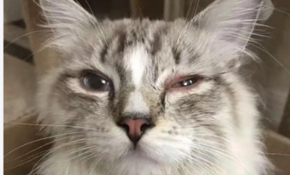 猫急性肠胃炎会引起猫瘟吗