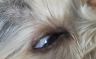 狗狗眼睛长小白点是发炎还是肿瘤？