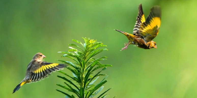 金翅雀掉毛正常吗？需分清情况科学应对！