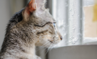 猫瘟自救用什么药