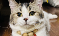 猫猫肾病怎么治疗