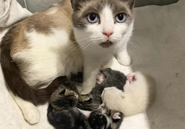 大肚流浪猫上门求助，生下四仔全程呼噜：谢谢你给我一个家