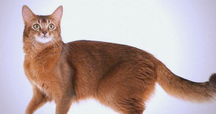 埃及猫怎么分辨发情？方法在这