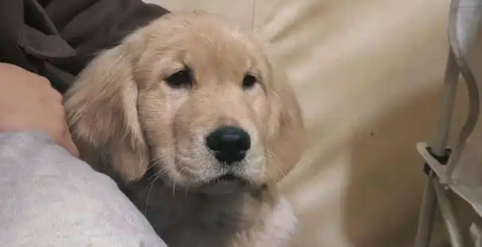 小金毛露营开心到起飞，却被烟花吓出表情包！汪：妈妈快回家