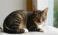猫咪过敏反应通常有哪些症状