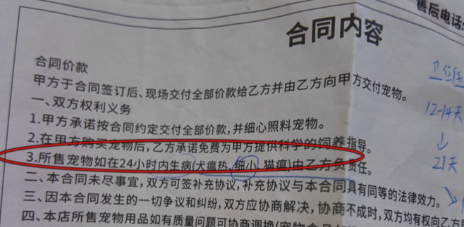 宠物狗购买7天后患上犬瘟死亡，市监介入调查