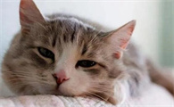 猫咪频繁腹泻是什么原因导致的?