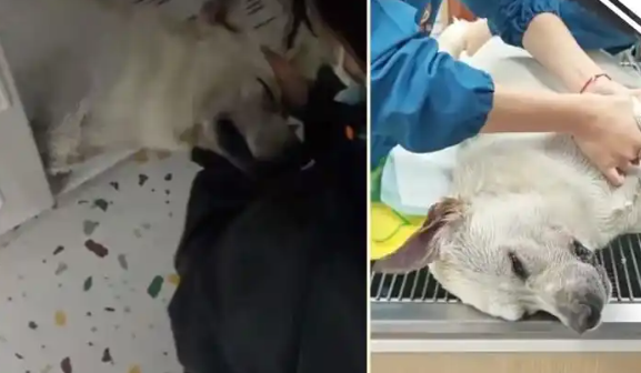 女子送宠物狗到宠物浴场洗澡后死亡 当事双方回应