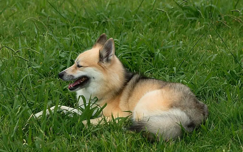 狗狗眼睛下方秃了一块是怎么回事