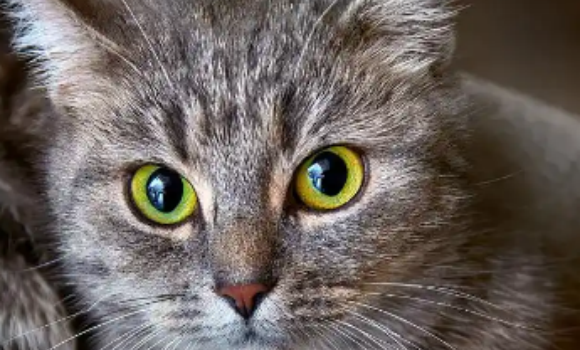 猫角膜炎不能超过几天