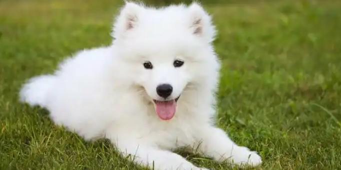 奶狗幼犬期与成年期差异解析：从萌态幼崽到沉稳伙伴