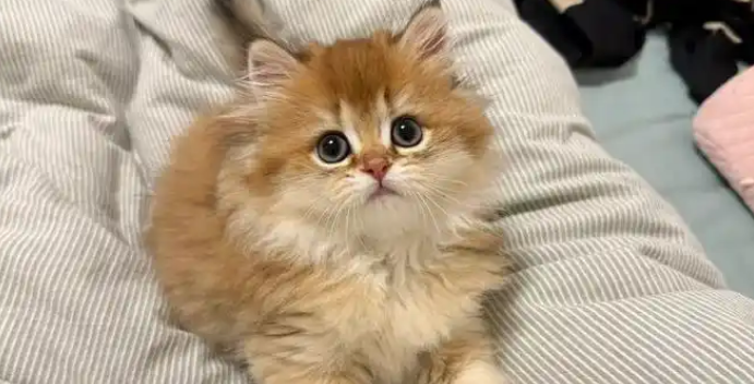 奶猫精心策划偷袭大戏，被猫妈一个眼神破功，秒变乖巧！