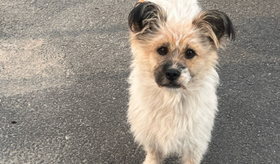 狗生殖系统有炎症怎么办