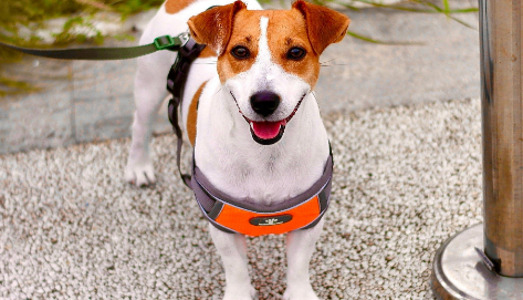 狗炎症会引起淋巴结肿大吗