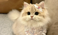猫咪冠状病毒多久能痊愈