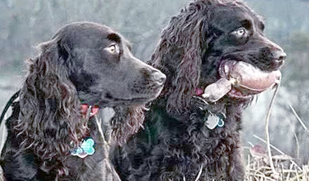 美国水猎犬价格以及选购建议,一起来看看吧! 美国水猎犬价格以及选购建议,一起来看看吧!