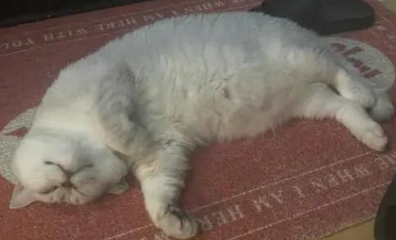 猫咪体重骤降,该做哪些检查? 猫咪体重骤降,该做哪些检查?
