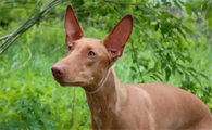 法老王猎犬一生认几个主人?忠诚背后的真相令人感动!
