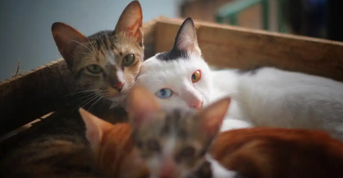 猫咪打喷嚏流鼻涕是感冒还是猫鼻支呢