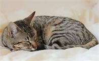 如何辨别和处理猫咪的过敏反应