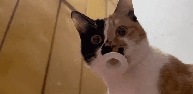 三岁猫咪沉迷吸奶嘴，曾因强戒舔秃自己，主人选择包容宠爱