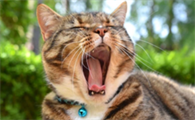 猫瘟热是猫瘟吗