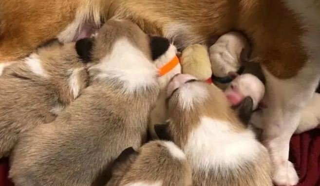 柯基妈妈一窝8个宝，其中4个是小柯基，另外4个是小拉布拉多