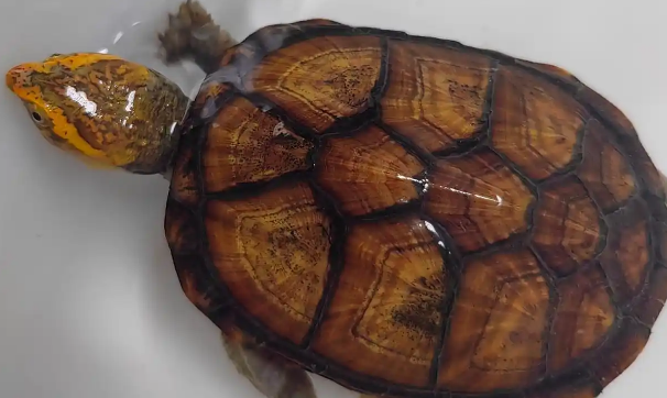 新手养龟不踩坑！这几种蛋龟，省心又好养