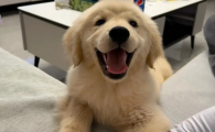 狗狗眼睛被撞了一下,充血了有事吗