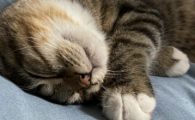 猫冠状病毒阳性要紧吗