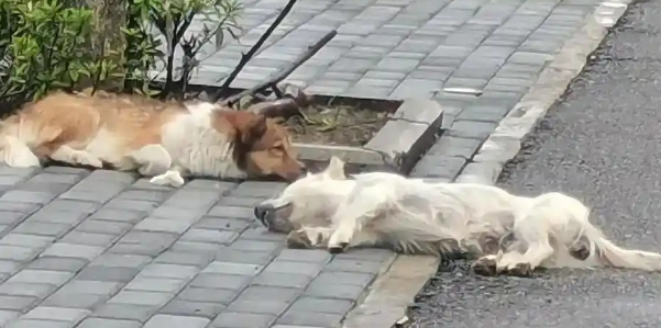 遛狗未牵绳,小狗被轧法院这么判 遛狗未牵绳,小狗被轧法院这么判