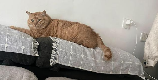 18斤胖橘挠不到痒，原因是肚子太大，主人无奈启动减肥计划