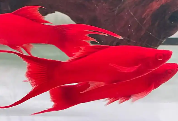 虹弦见观赏水母活体哪个系列好，性价比高？