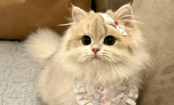 猫咪冠状病毒多久能痊愈 猫咪冠状病毒多久能痊愈