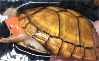红面蛋龟，如何才能把它养到脸色通红？一文说清