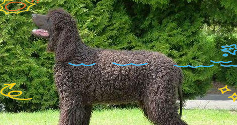 美国水猎犬：外貌似泰迪，却拥有超级强悍的猎犬能力