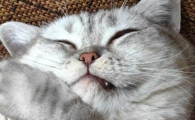 猫咪口炎吃阿莫西林管用吗