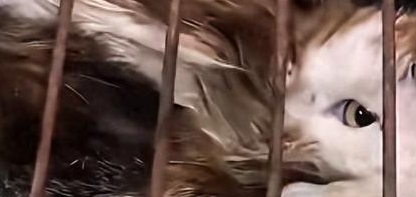 北京市民救助12只被困猫反被起诉,法院:只归还猫笼 北京市民救助12只被困猫反被起诉,法院:只归还猫笼