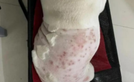 狗湿疹的症状是什么