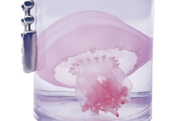 虹弦见观赏水母活体哪个系列好，性价比高？