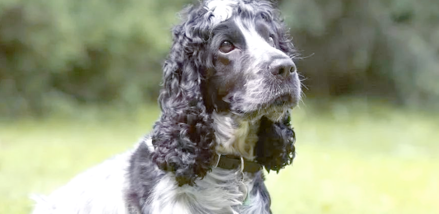 美国水猎犬价格以及选购建议,一起来看看吧! 美国水猎犬价格以及选购建议,一起来看看吧!