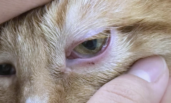 猫角膜炎用什么药 猫角膜炎用什么药