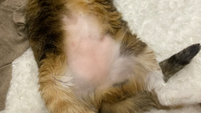 猫传腹抽腹水好吗 猫传腹抽腹水好吗